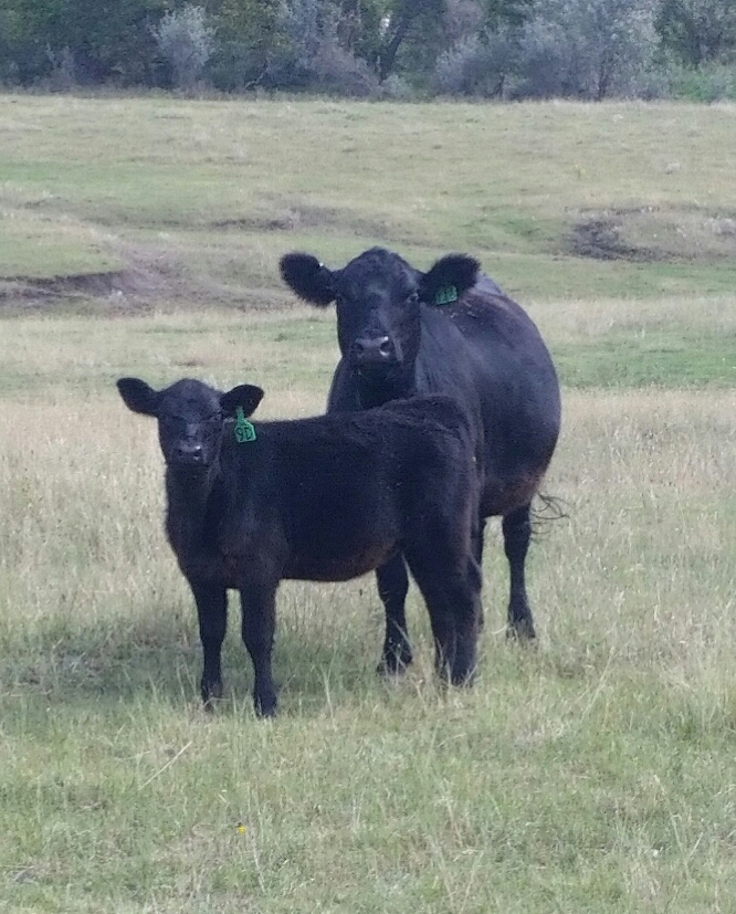 Lowlines (Aberdeens) imported the first 6 Lowline heifers to North America from Australia, 1996